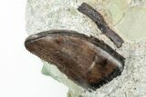 Theropod (Raptor) Tooth In Sandstone - Judith River Formation #217199-1